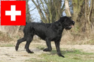 Read more about the article Criadores de Schnauzer e cachorros na Suíça