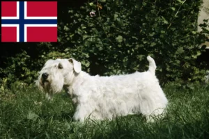 Read more about the article Criadores de Sealyham Terrier e cachorros na Noruega