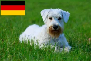 Read more about the article Criadores de Sealyham Terrier e cachorros na Alemanha