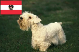 Read more about the article Criadores de Sealyham Terrier e cachorros na Áustria