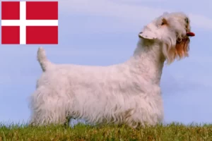 Read more about the article Criadores de Sealyham Terrier e cachorros na Dinamarca