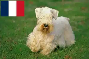 Read more about the article Criadores de Sealyham Terrier e cachorros em França