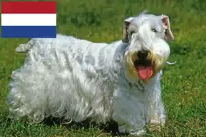 Read more about the article Criadores de Sealyham Terrier e cachorros nos Países Baixos