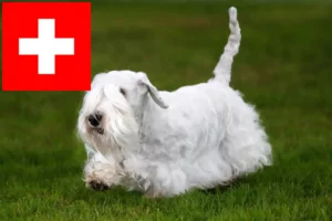 Read more about the article Criadores de Sealyham Terrier e cachorros na Suíça