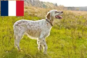 Read more about the article Criadores de Setter inglês e cachorros na Reunião