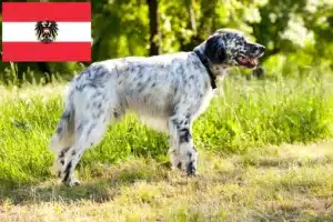 Read more about the article Criadores de Setter Inglês e cachorros na Áustria