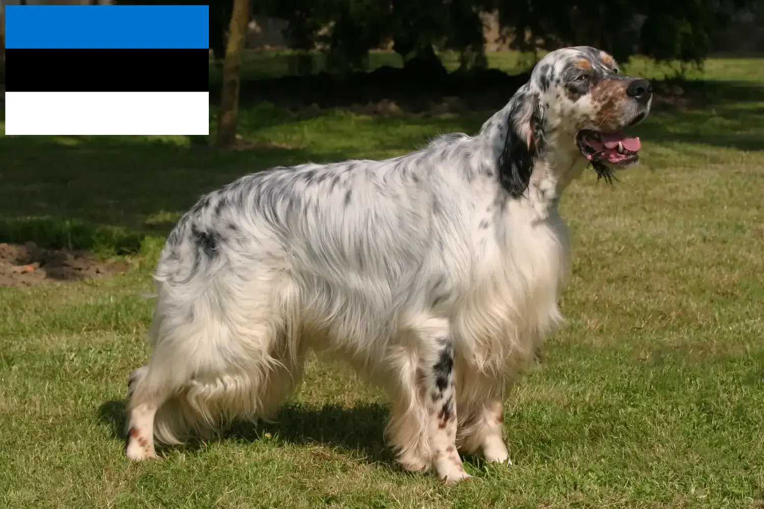 Setter inglês cachorros e criadores Estónia Encontrar criadores de Setter Inglês na Estónia.