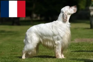 Read more about the article Criadores e cachorros de Setter Inglês em França