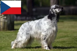 Read more about the article Criadores e cachorros de Setter Inglês na República Checa
