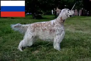 Read more about the article Criadores de Setter Inglês e cachorros na Rússia