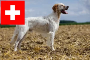 Read more about the article Criadores de Setter Inglês e cachorros na Suíça