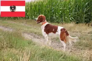 Read more about the article Criadores e cachorros de Setter irlandês vermelho e branco na Áustria