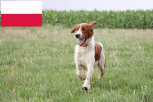 Read more about the article Criadores e cachorros de Setter irlandês vermelho e branco na Polónia