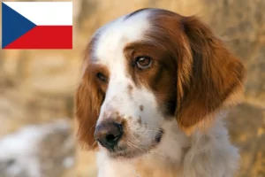 Read more about the article Criadores e cachorros de Setter irlandês vermelho e branco na República Checa