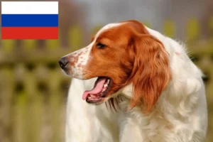 Read more about the article Criadores e cachorros de Setter irlandês vermelho e branco na Rússia