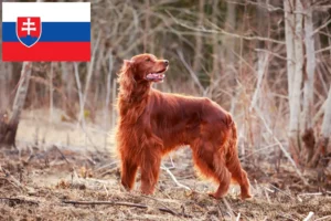 Read more about the article Criadores de Setter Vermelho Irlandês e cachorros na Eslováquia