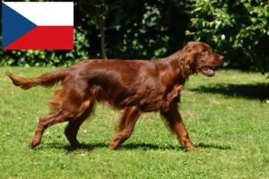 Read more about the article Criadores de Setter Vermelho Irlandês e cachorros na República Checa