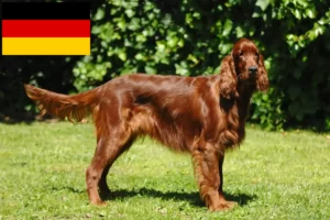 Read more about the article Criadores de Setter Vermelho Irlandês e cachorros na Alemanha