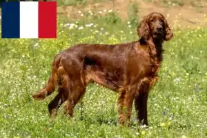 Read more about the article Criadores e cachorros de Setter Vermelho Irlandês em França