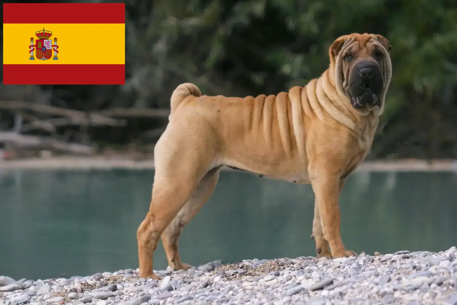 Shar-Pei cachorros e criadores Espanha Encontre aqui criadores de Shar-Pei em Espanha.