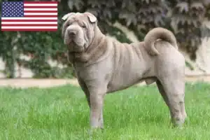 Read more about the article Criadores de Shar-Pei e cachorros nos EUA
