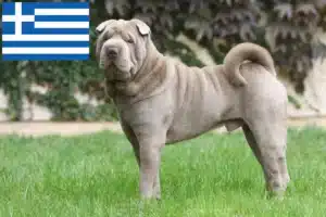 Read more about the article Criadores de Shar-Pei e cachorros na Grécia