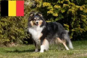 Read more about the article Criadores de Sheltie e cachorros na Bélgica