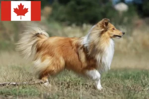 Read more about the article Criadores de Sheltie e cachorros no Canadá