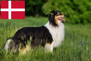 Read more about the article Criadores de Sheltie e cachorros na Dinamarca