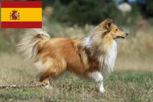 Read more about the article Criadores de Sheltie e cachorros em Espanha