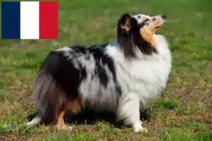 Read more about the article Criadores de Sheltie e cachorros em França