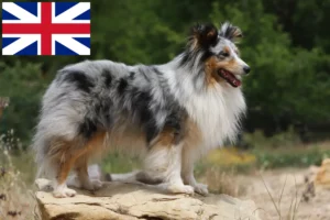 Read more about the article Criadores de Sheltie e cachorros na Grã-Bretanha