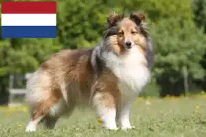Read more about the article Criadores de Sheltie e cachorros nos Países Baixos