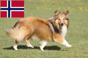 Read more about the article Criadores de Sheltie e cachorros na Noruega