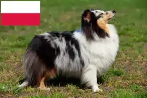 Read more about the article Criadores de Sheltie e cachorros na Polónia