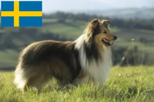 Read more about the article Criadores de Sheltie e cachorros na Suécia