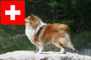 Read more about the article Criadores de Sheltie e cachorros na Suíça