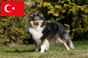 Read more about the article Criadores de Sheltie e cachorros na Turquia