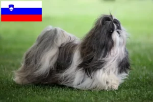 Read more about the article Criadores de Shih Tzu e cachorros na Eslovénia