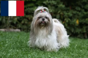 Read more about the article Criadores de Shih Tzu e cachorros em França