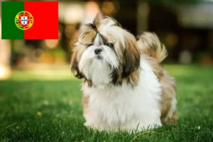 Read more about the article Criadores de Shih Tzu e cachorros em Portugal