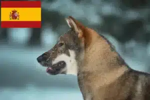 Read more about the article Criadores de Shikoku e cachorros em Espanha