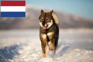 Read more about the article Criadores de Shikoku e cachorros nos Países Baixos
