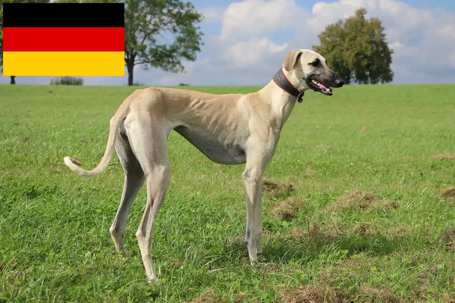 Sloughi cachorros e criadores Alemanha Aqui pode encontrar criadores de Sloughis na Alemanha.
