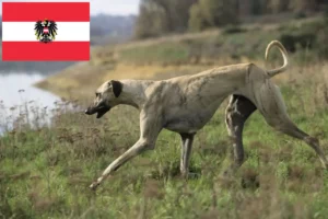 Read more about the article Criadores de Sloughi e cachorros na Áustria