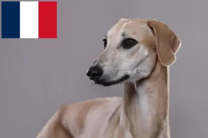 Read more about the article Criadores de Sloughi e cachorros em França