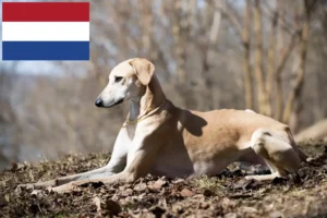 Read more about the article Criadores de Sloughi e cachorros nos Países Baixos