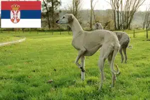 Read more about the article Criadores de Sloughi e cachorros na Sérvia