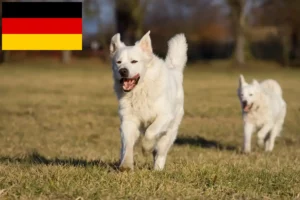 Read more about the article Slovensky Cuvac criadores e cachorros na Alemanha