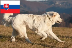 Read more about the article Slovensky Cuvac criadores e cachorros na Eslováquia